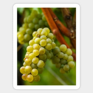 Ripening grapes on the vine Sticker